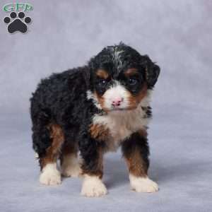 Lindy, Mini Bernedoodle Puppy